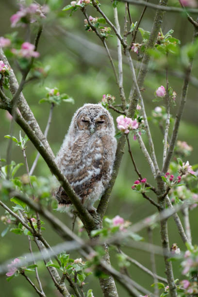 istock Tawny owl, Strix aluco 1324372705