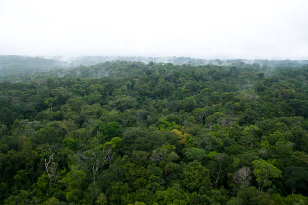 istock Aerial view of rainforest 1324373732