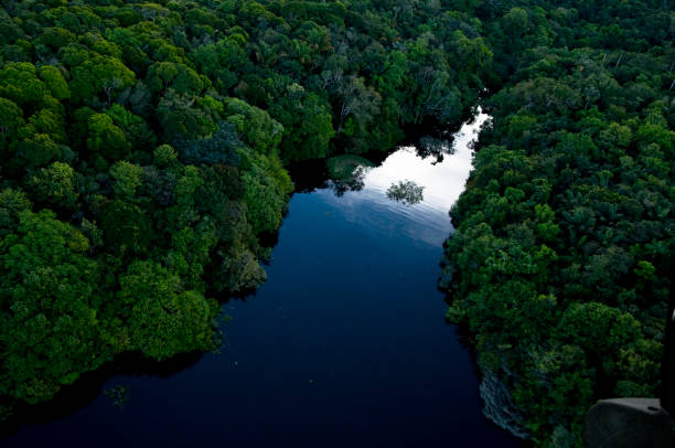 vue aérienne de la rivière dans la forêt tropicale. forêt amazonienne près de manaus - rainforest brazil amazon river amazon rainforest photos et images de collection