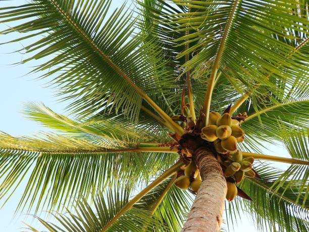 istock Coconut tree in tropical island 1324375693