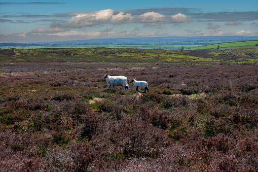 Sheep wandering around the barren landscape of the North Yorkshire Moors National Park, which is home to much wildlife, as well as providing a grazing area for domesticated stock.
