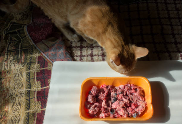 istock Red cat in front of a bowl with raw chicken heads 1324376438