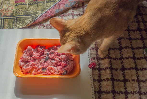 istock Red cat in front of a bowl with raw chicken heads 1324376607