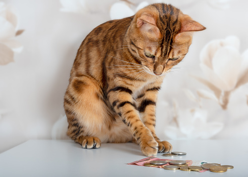 Bengal cat counts gold and silver coins. Rich cat.