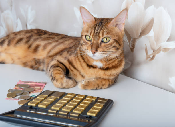домашняя кошка на столе с деньгами и калькулятором рассчитывает расходы на различные платежи - money cat стоковые фото и изображения