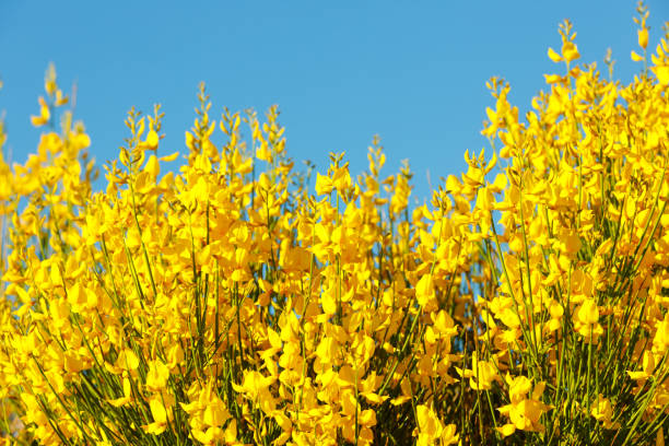 Bright yellow flowers blooming across the blue sky. Nature background. Copy space for text