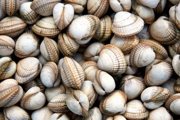 Cockle shell background A background of fresh cockles for sale at a market mollusca stock pictures, royalty-free photos & images