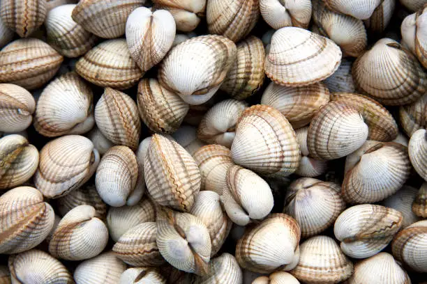 Photo of Cockle shell background
