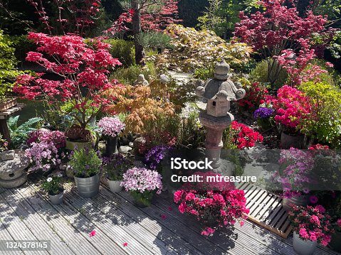 istock Image of sunny landscaped Japanese garden and koi pond with fish swimming, decking timber patio, maple trees acers, bamboo, pots of flowering plants, ornamental grasses, Japanese granite lantern, bonsai trees and a hedging backdrop 1324378145