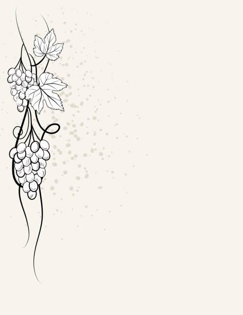 Grapevine Winery Background Template Wine tasting invitation template with room for text. Flat colors. Three layers for easier editing. vineyard wine frame vine stock illustrations