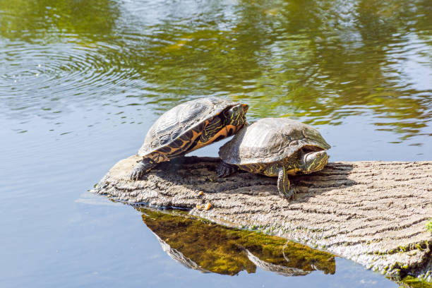 istock Scene of turtles taking a sunbath. 1324381489