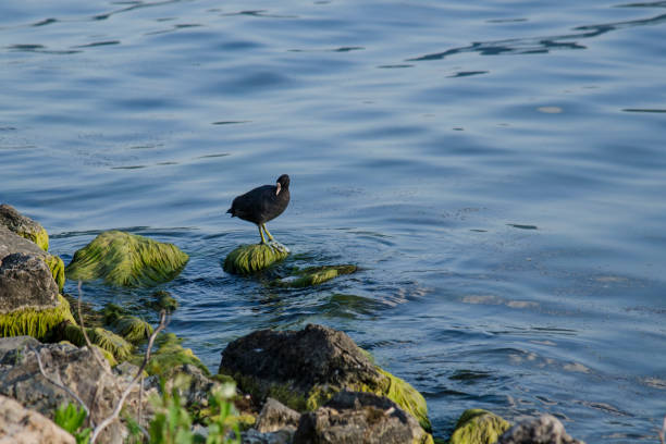 The coot is a bird belonging to the rallid family
