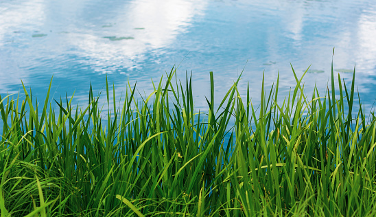 Summer green grass on the background of the lake with blue sky reflection