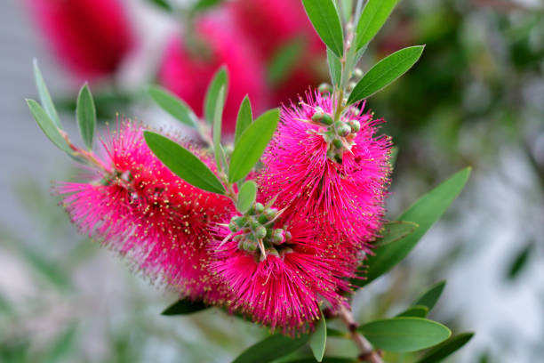 istock Bottlebrush Flowers / Callistemon 1324385201