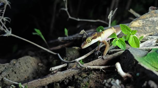 Gecko Environment Gecko Lizard Tropical Rainforest Forest Stock Photos, Pictures ...