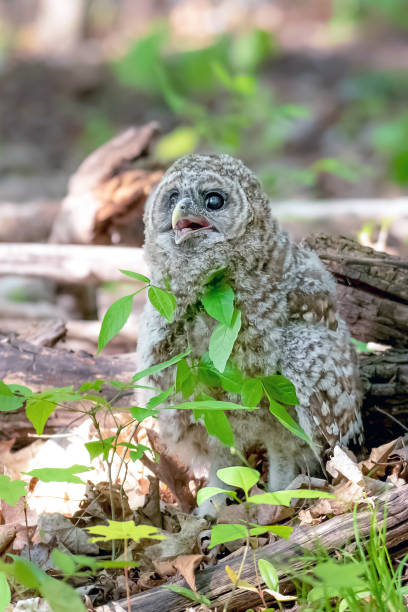 istock Baby owl on the forest floor 1324385536