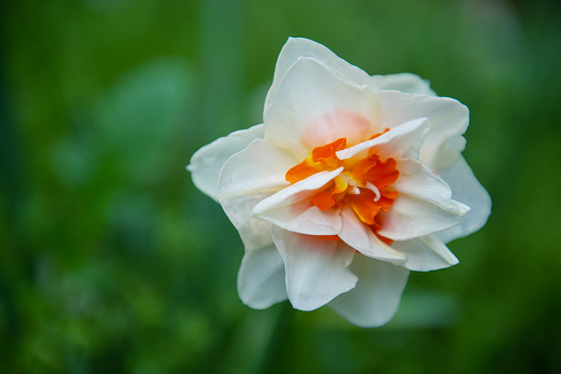 White daffodil flowers
