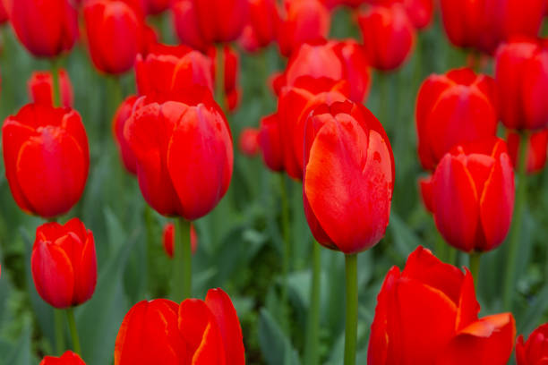 istock A field of red tulips 1324386221