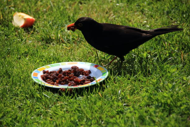 Hungry blackbird pecks raisins from a plate