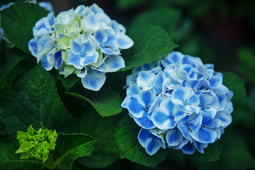 Tokyo, Japan - May 20, 2022: Closeup of blue hydrangea after the rain