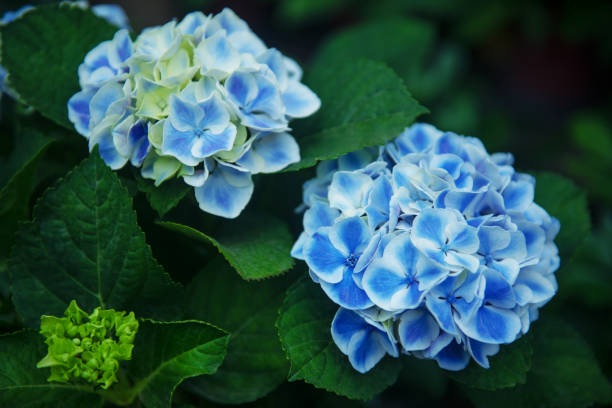 blue hydrangeas - hydrangea white flower flower bed imagens e fotografias de stock