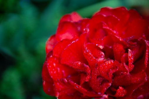 Red camellia flower.