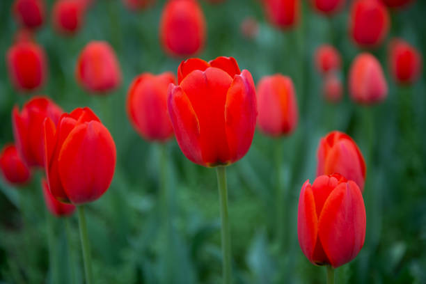 istock A field of red tulips 1324387645