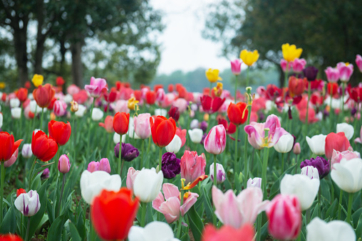 Red flower of the tulip in sunny weather, close-up on a blurred background