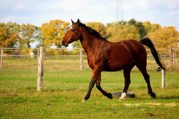 istock a beautiful brown quarter horse is walking on the paddock 1324388799