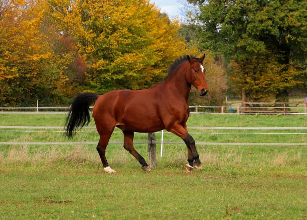 beautiful brown quarter horse is walking on the paddock