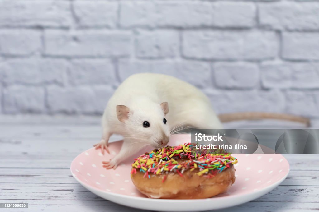 The rat sniffs and eats a sweet colorful donut. Not on a diet. Birthday. The white rat sniffs and eats a sweet colorful donut. Not on a diet. Birthday. Rat Stock Photo