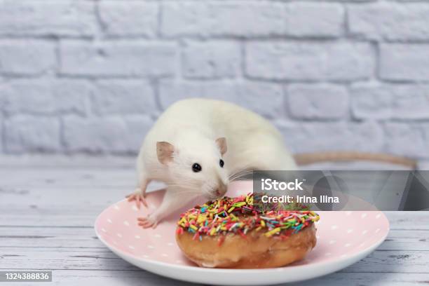 The Rat Sniffs And Eats A Sweet Colorful Donut Not On A Diet Birthday Stock Photo - Download Image Now