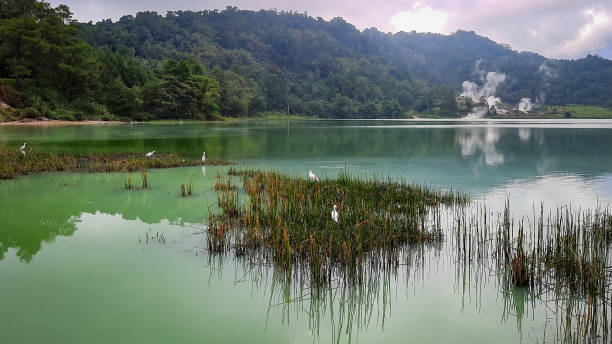 istock Lake where white bird life 1324389955