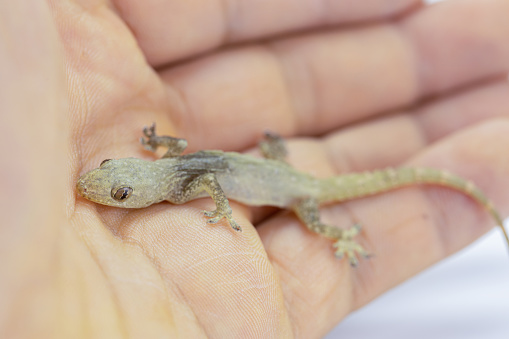 Small reptile lizard lying in human hands, Small body, gray color, can change skin color according to the environment,\
