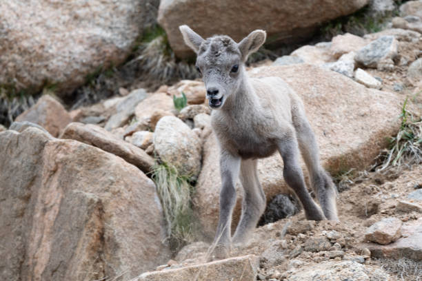Newborn Big Horn sheep on Mountain top