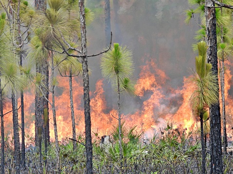 Prescribed Fire is a planned fire, also known as a “Controlled Burn” or “Prescribed Burn\