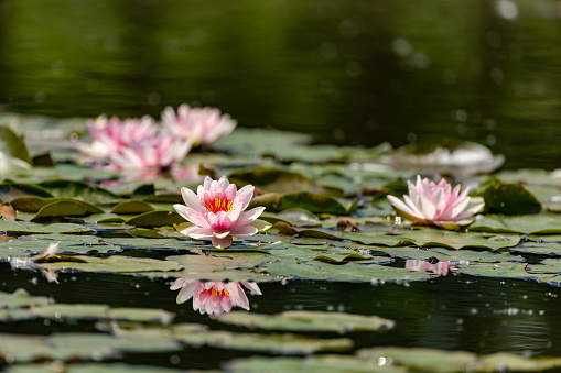 some beautiful pink colored water lilies in a lake on a hot summer day