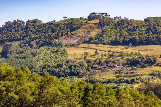 istock Forest and farm plantation views over mountains 1324394754
