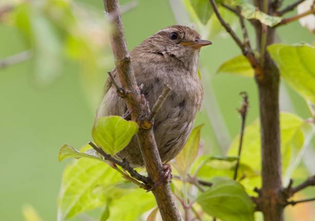 istock Wren - bird in my garden 1324395155