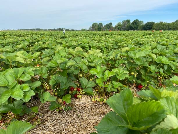 istock A strawberry field and picking strawberries. A good summer time activity 1324395272