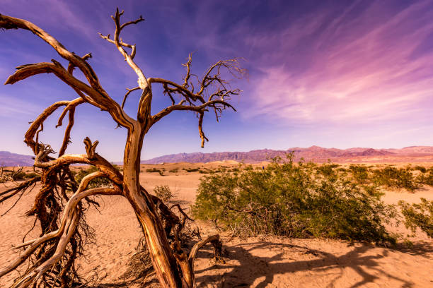 istock trees in desert,  death valley national park 1324395850