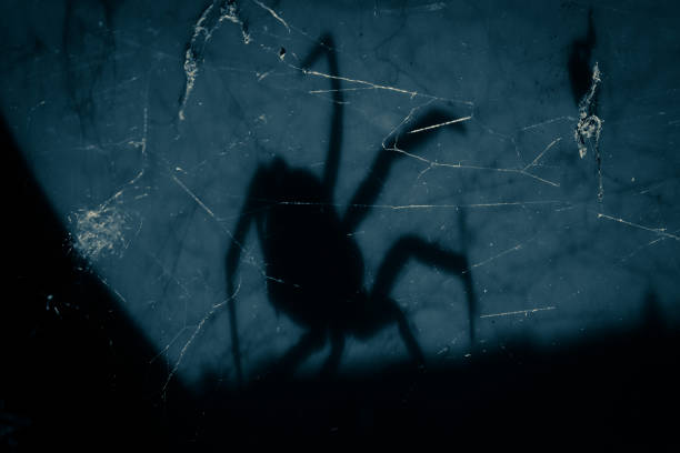 Spider Silhouette shadow A creepy false widow spider shadow silhouette dark outline of a spider on a blue gray background spider stock pictures, royalty-free photos & images