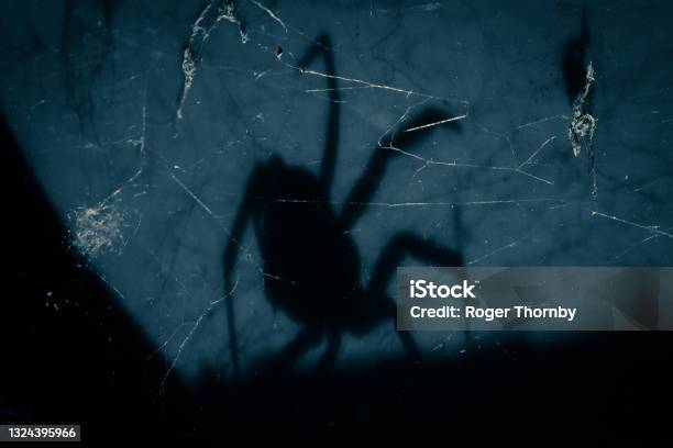 Spider Silhouette Shadow Stock Photo - Download Image Now - Spooky, Horror, Spider