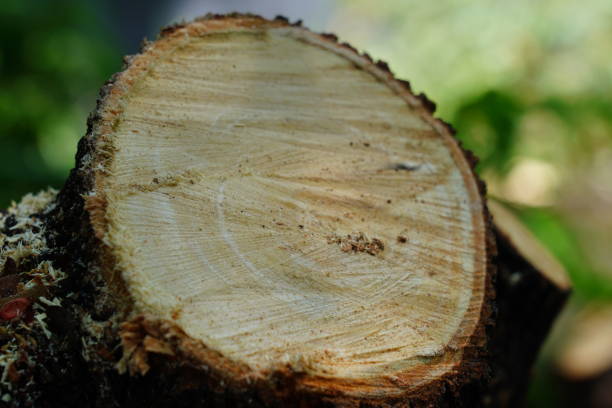 istock Wood crossection 1324396191