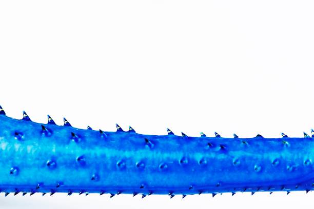 Part of Fresh Shrimp cheliped (claw) - template.