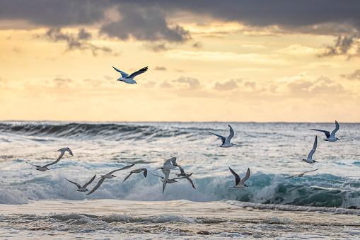 Flock of Seagulls flying through ocean sunrise across breaking waves. Coastal theme.