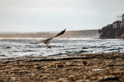 Bird landing on rocks on ocean shore. Coastal theme.