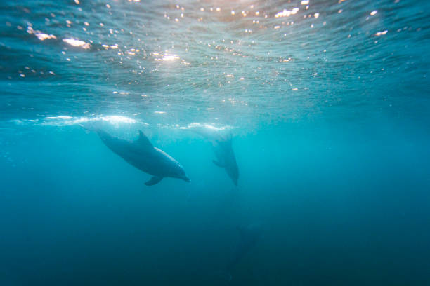 istock dolphins swimming under glimmering ocean surface 1324402367