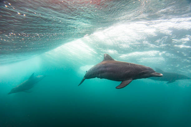 dauphin nageant sous la surface des océans à la lumière du matin - pod photos et images de collection