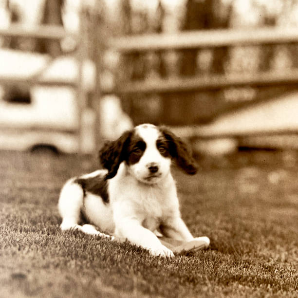 springer spaniel puppy 1998 - springer spaniel dog pets animal imagens e fotografias de stock